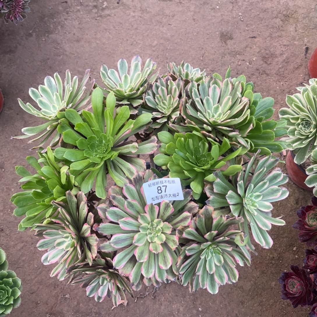 87粉黛没有主头多肉植物法师