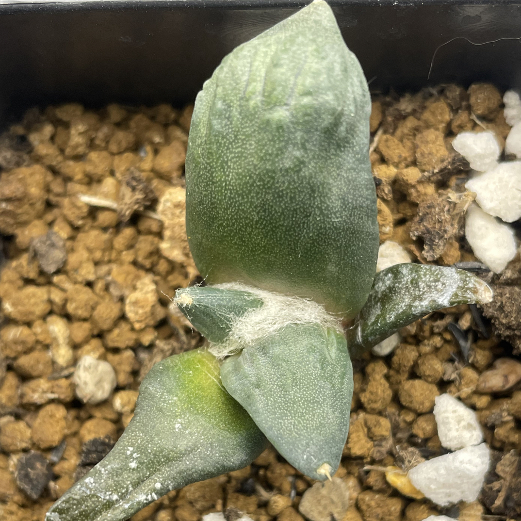 怒涛小苗实生新U满怒