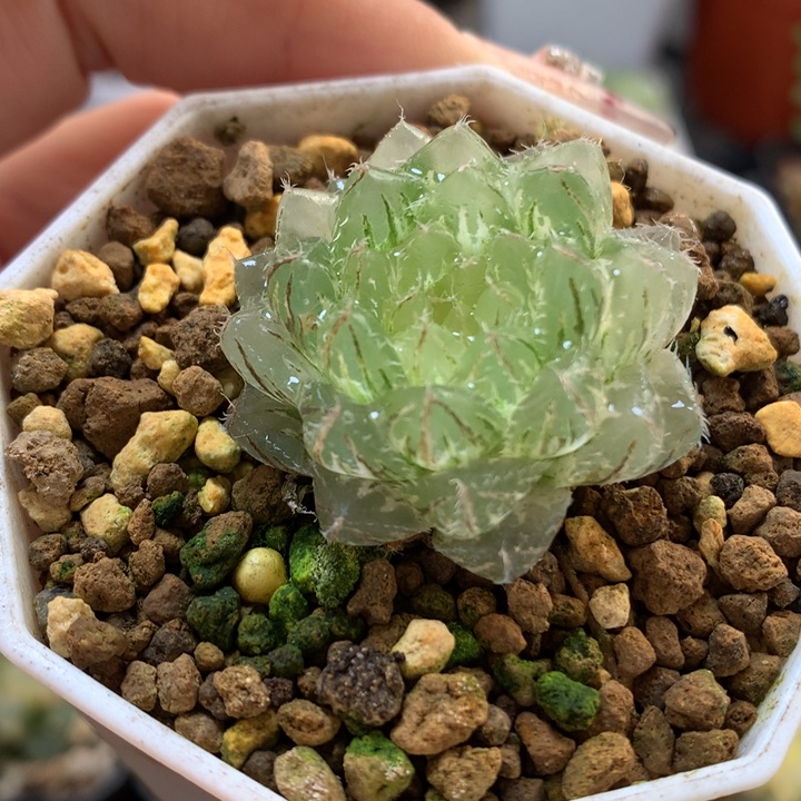 翠云玉露锦带盆土发货