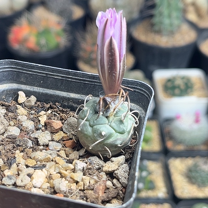 乌城丸娇丽实生球母本