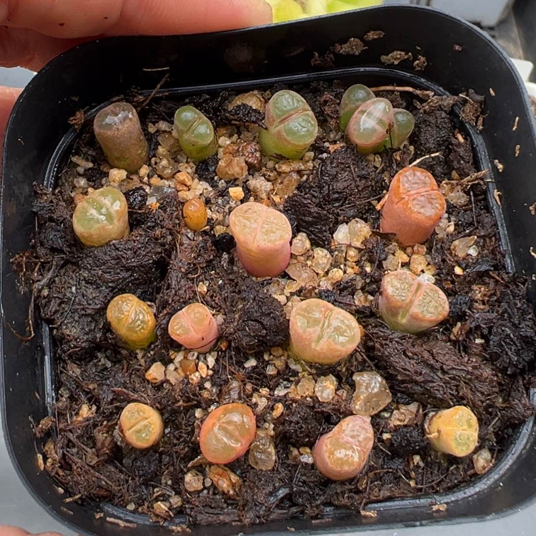 1.21好看的多肉067