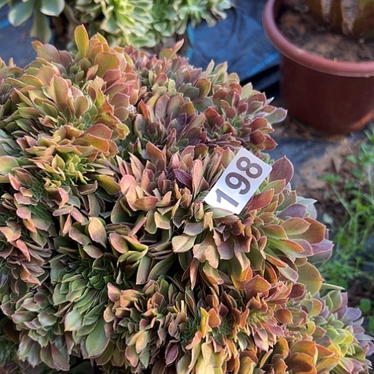 开***呀多肉植物一个玫瑰198