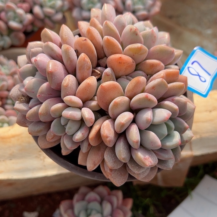 87白鹭平平安安健健康康