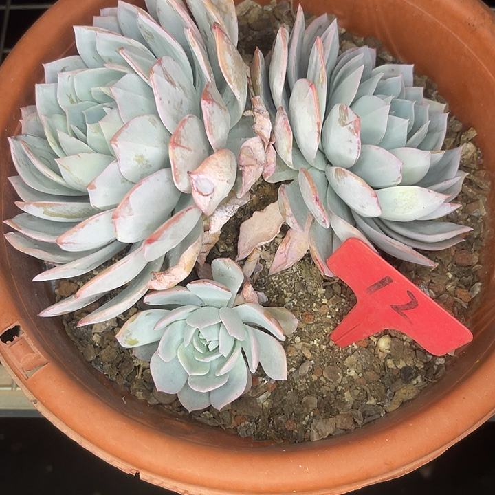 2单包邮，一物一拍白茶12
