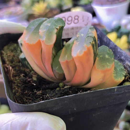 无花朵0998，北斋玉扇锦阴阳锦6厘米微瑕