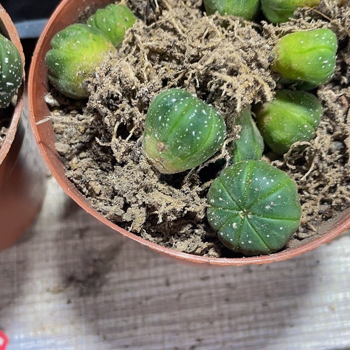 小小南瓜1.5托土发