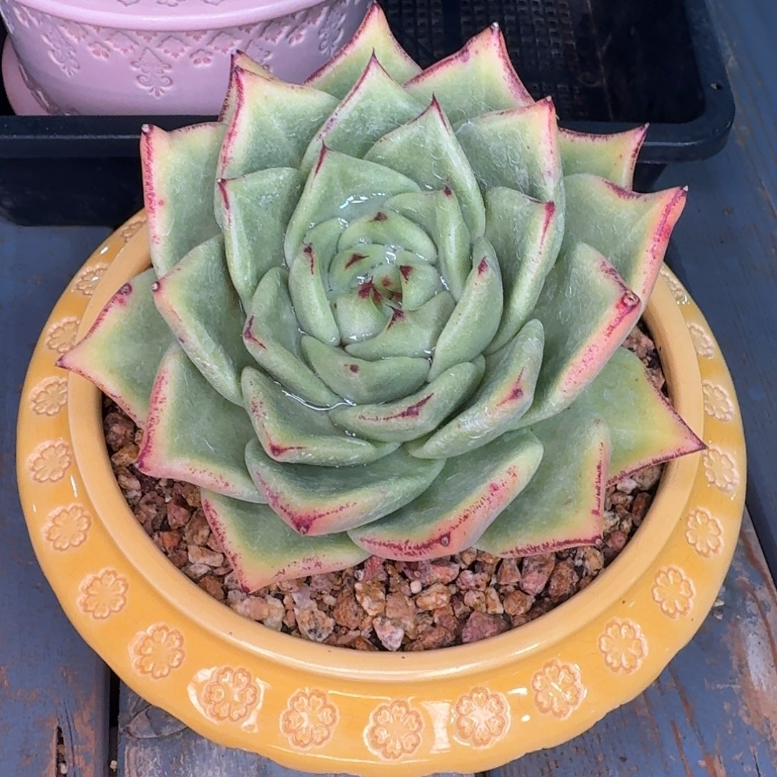 拾***@从前慢多肉精选编号1124.137补差