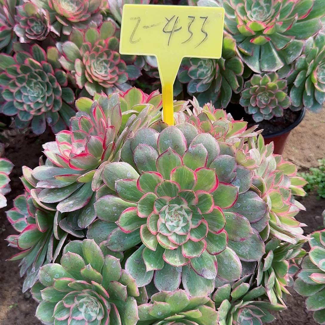 2+433---多头多肉植物