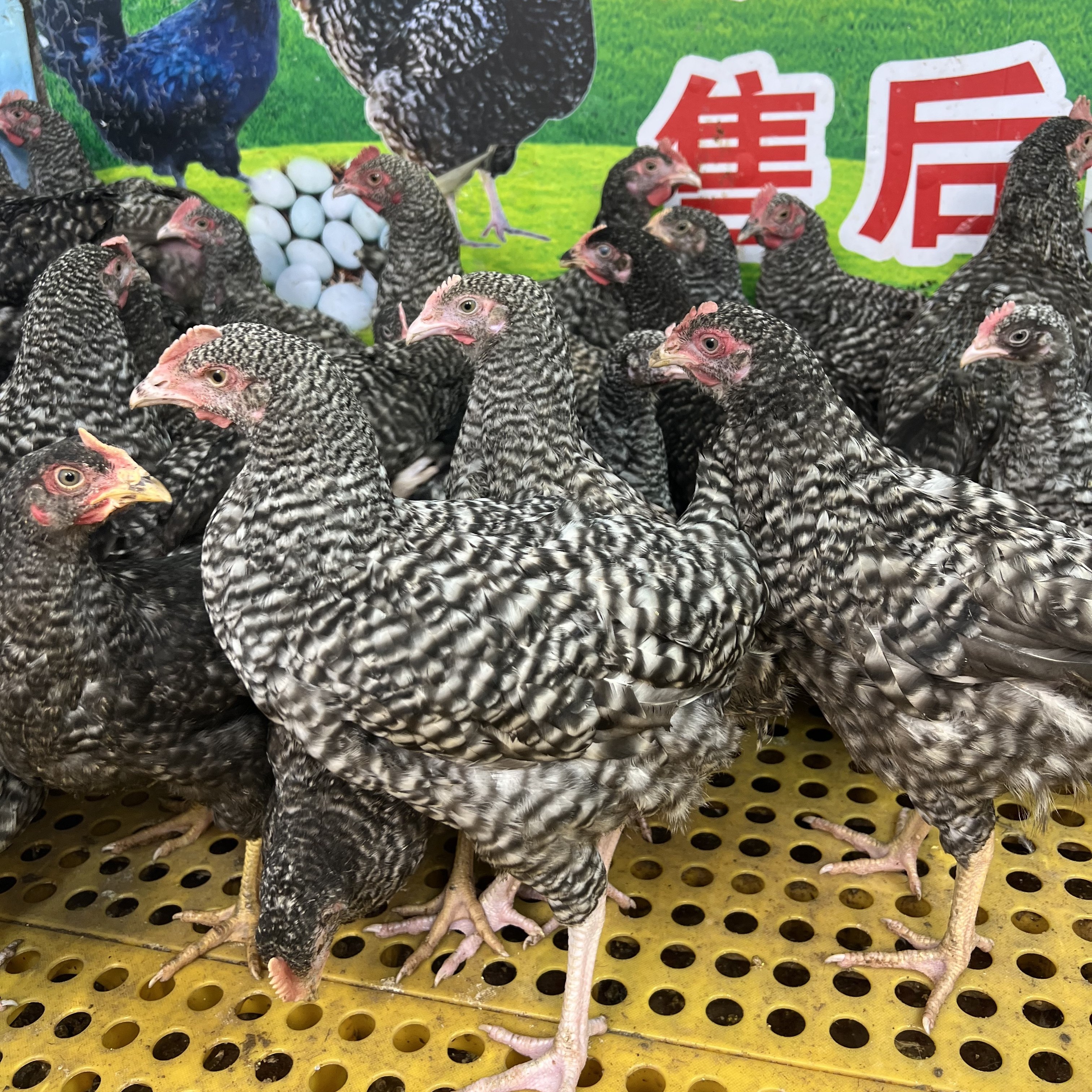 【10只】宠物鸡 黑芦花鸡 产绿壳蛋鸡 包活到家