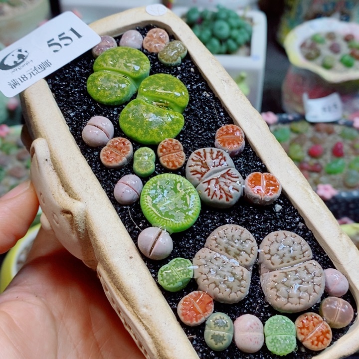 生石花花花花花花花551