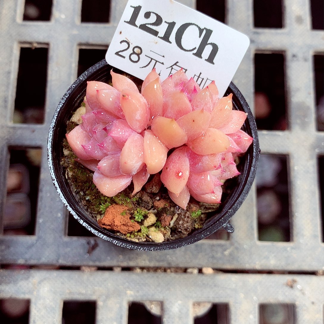 5厘米盆精控多肉121