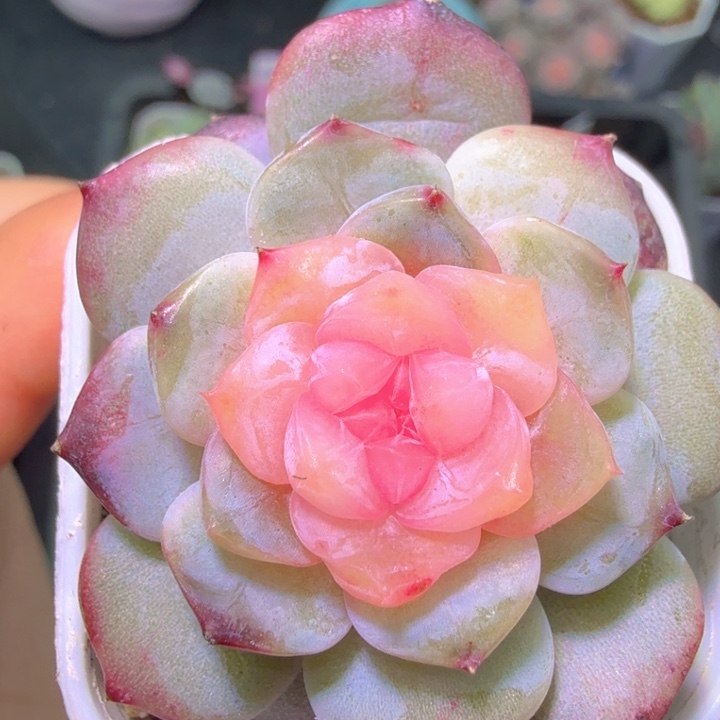 开播福利云岚啦啦