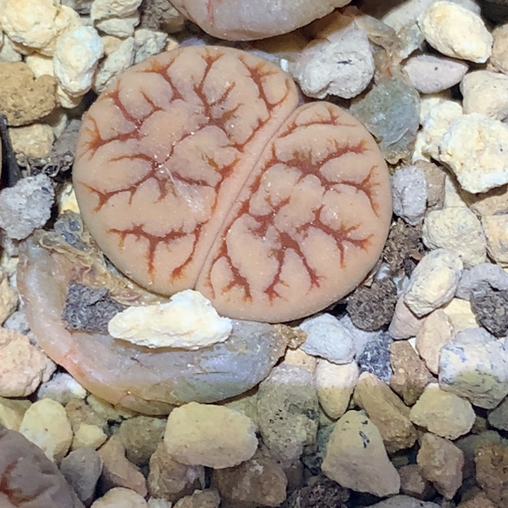 精品多肉植物大战僵尸先生