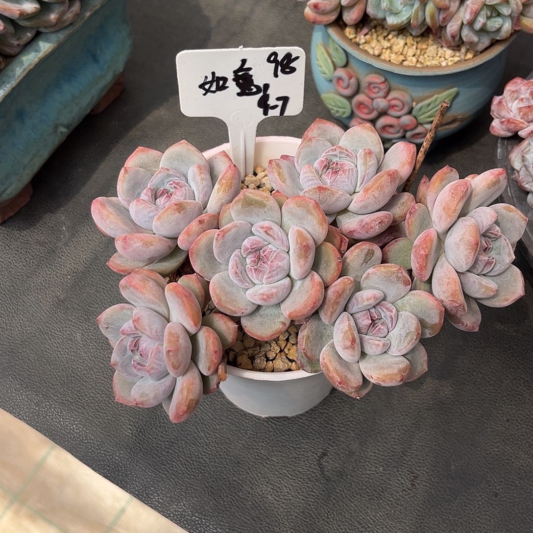 如意石榴子多肉植物