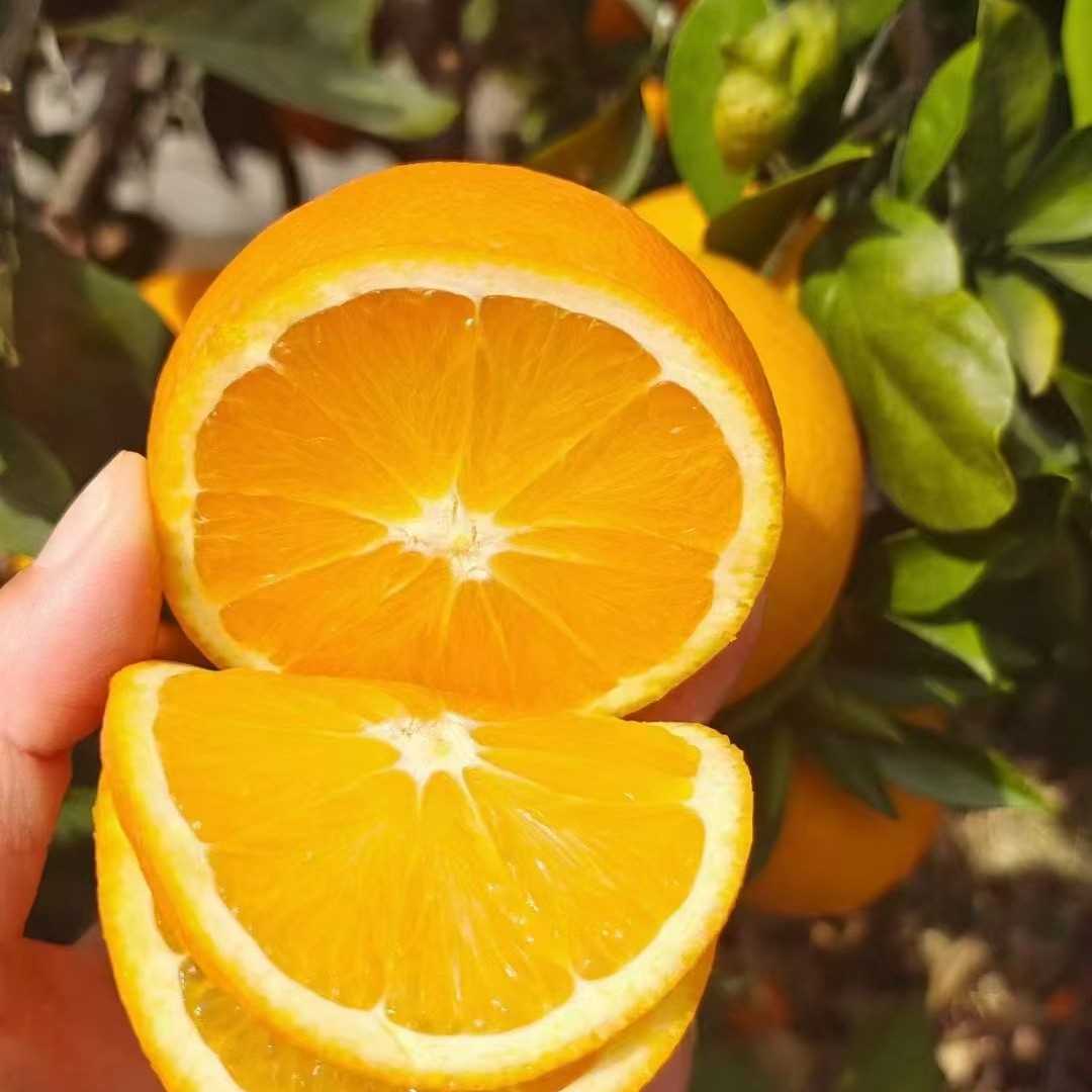 雷波金沙脐橙，地理优质产品（收到货后带箱重量就是净重）