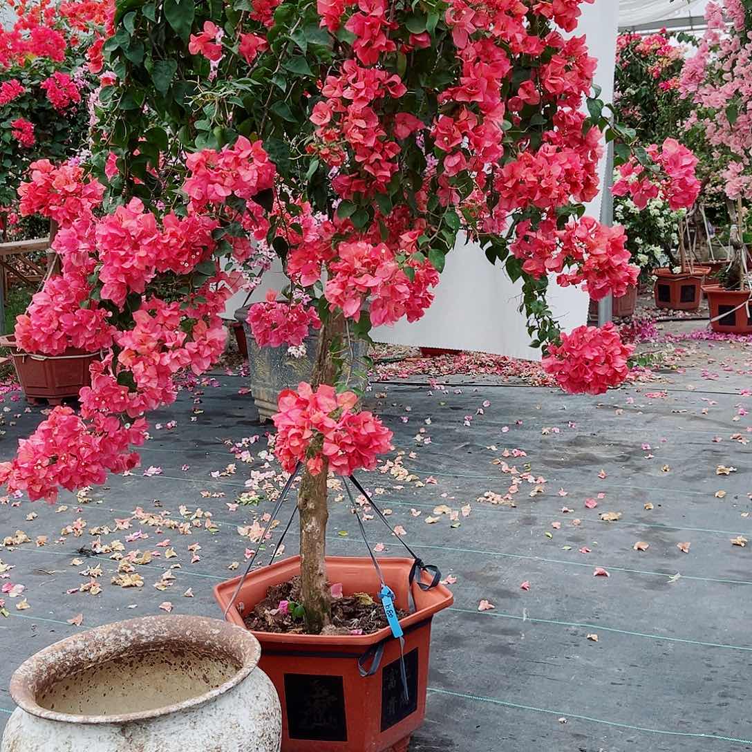 (***)完全开放三角梅花花