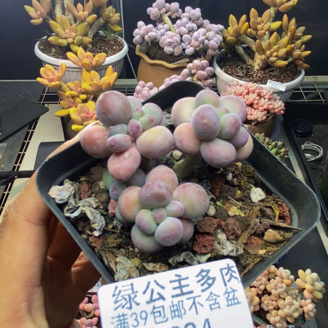 634苹果奶一代多肉6cm