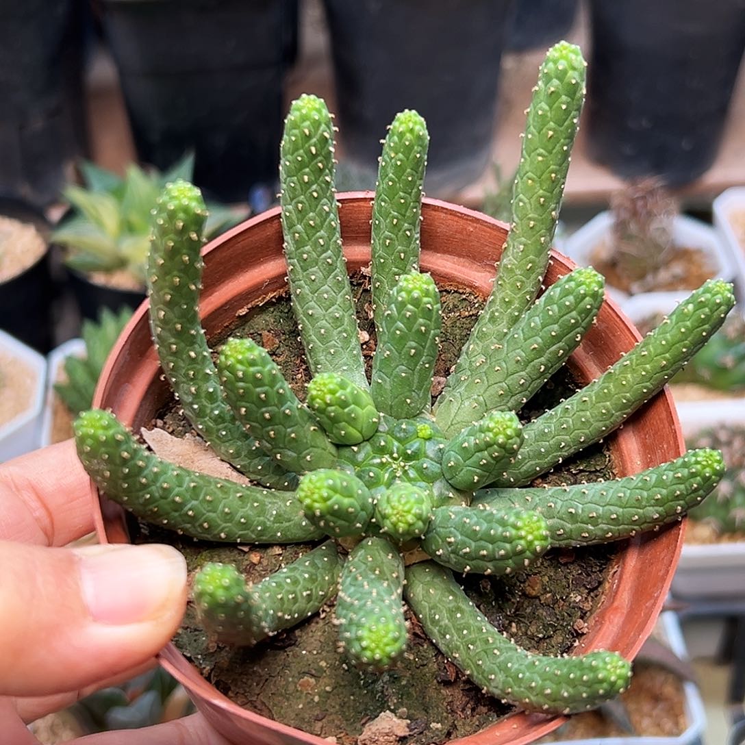 阎魔大戟实生球脱土