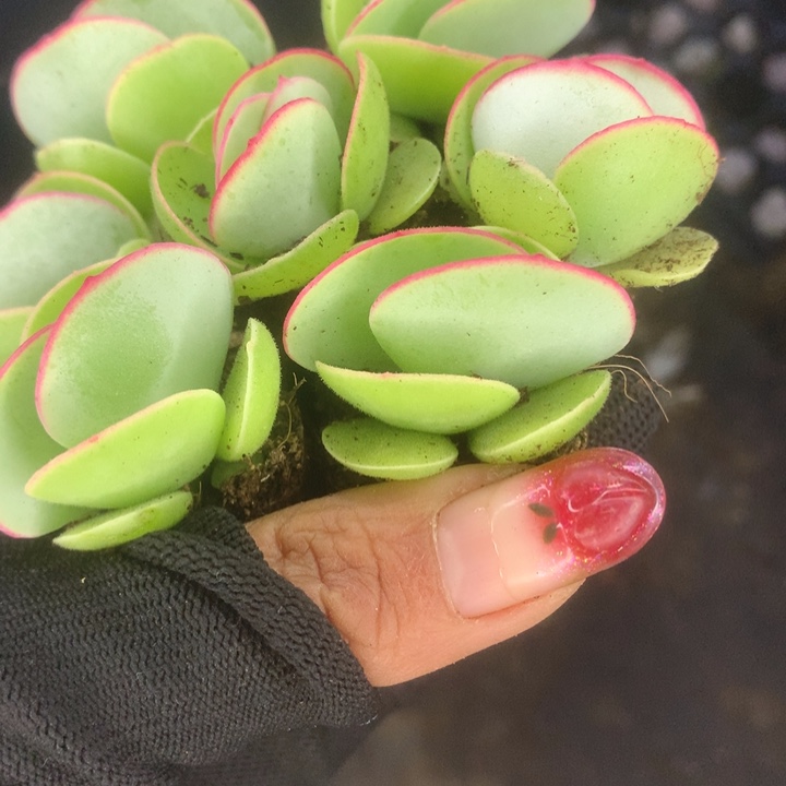 白眉 拍3发4。拍5发7颗（满9.99包邮不满9.99发空盆）