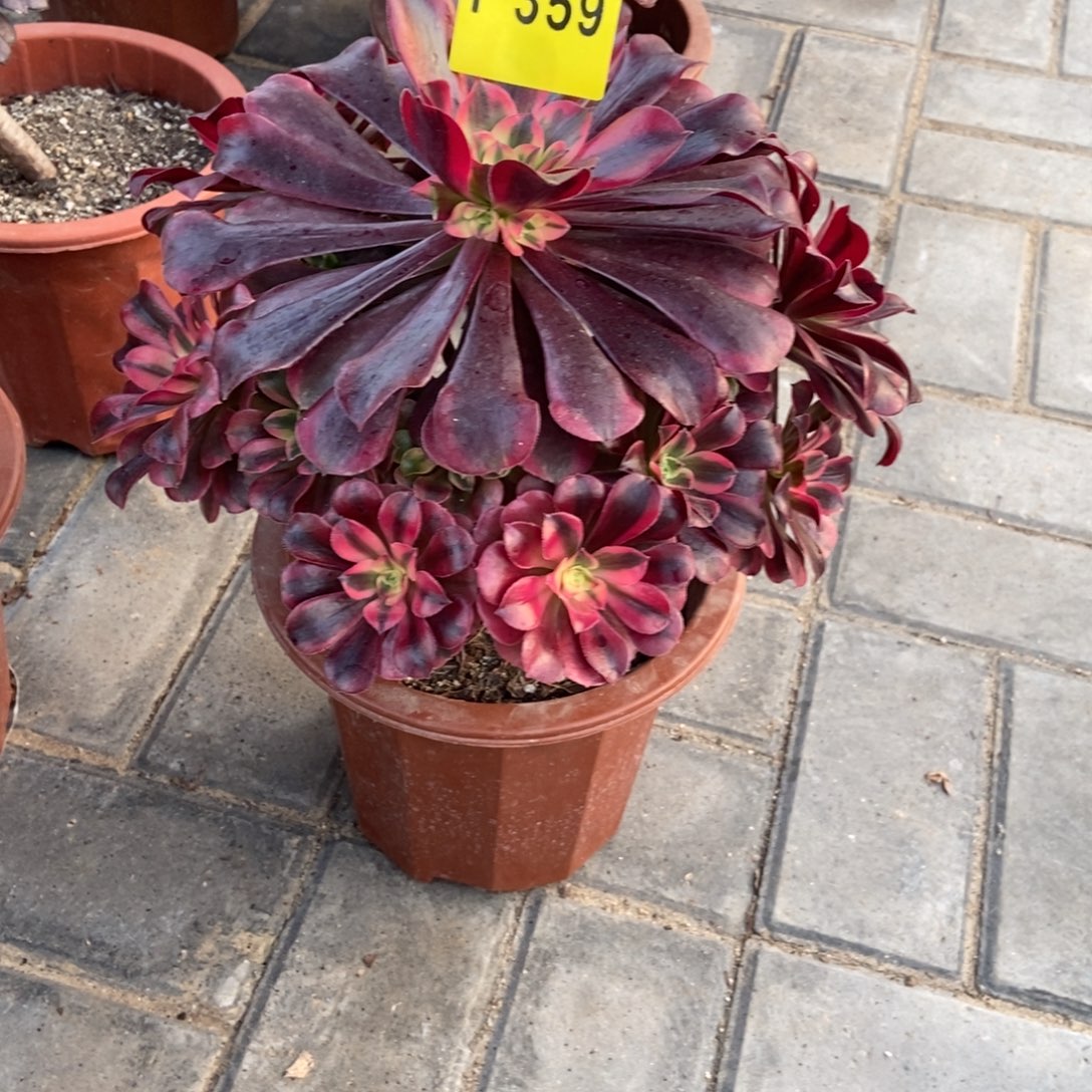 ****曦2美杜莎359。 冠服27 左右特价