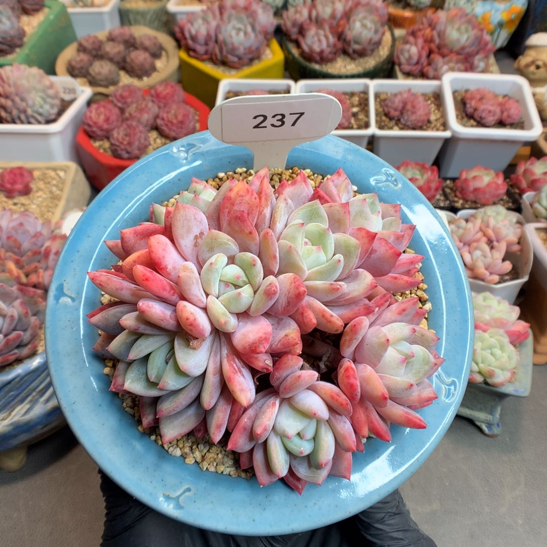 237 七头捧花雪天使