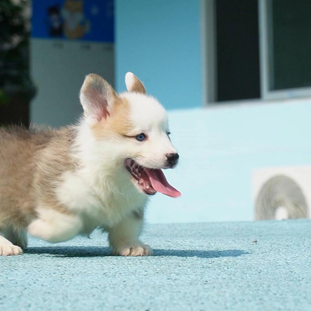 0714拍摄4号柯基狗狗幼犬宠物弟弟①7.18②8.3③9.16