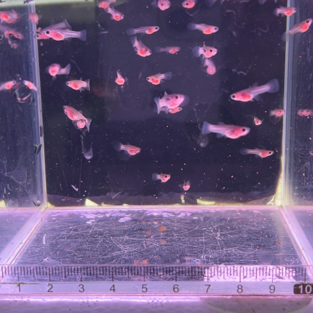 百***厂孔雀鱼粉猫苗40条所见即所得