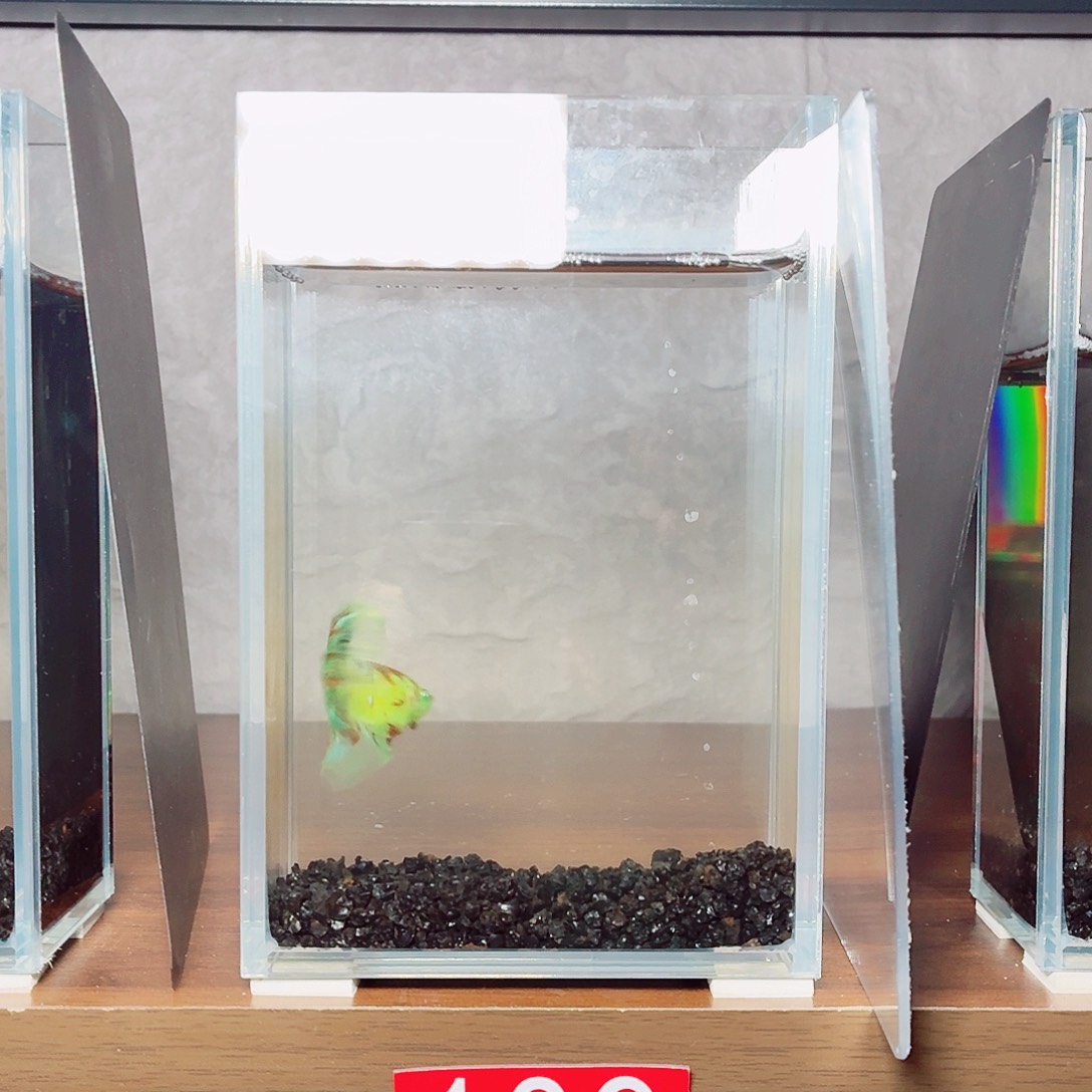 斗鱼绿魔巴塞隆荧光