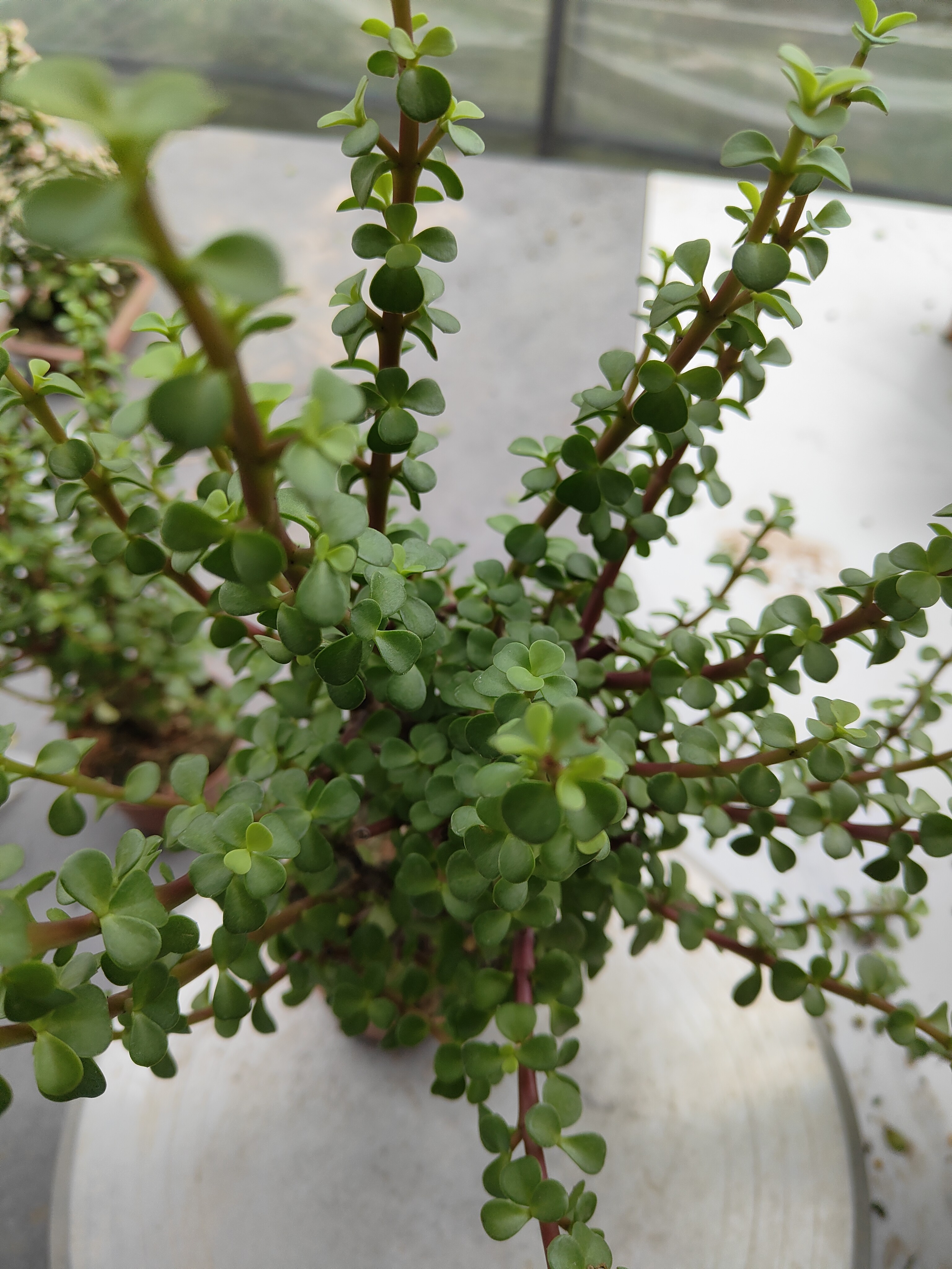 可塑型长纸条金枝玉叶老桩盆栽四季常青（包邮，偏远地区不包邮）