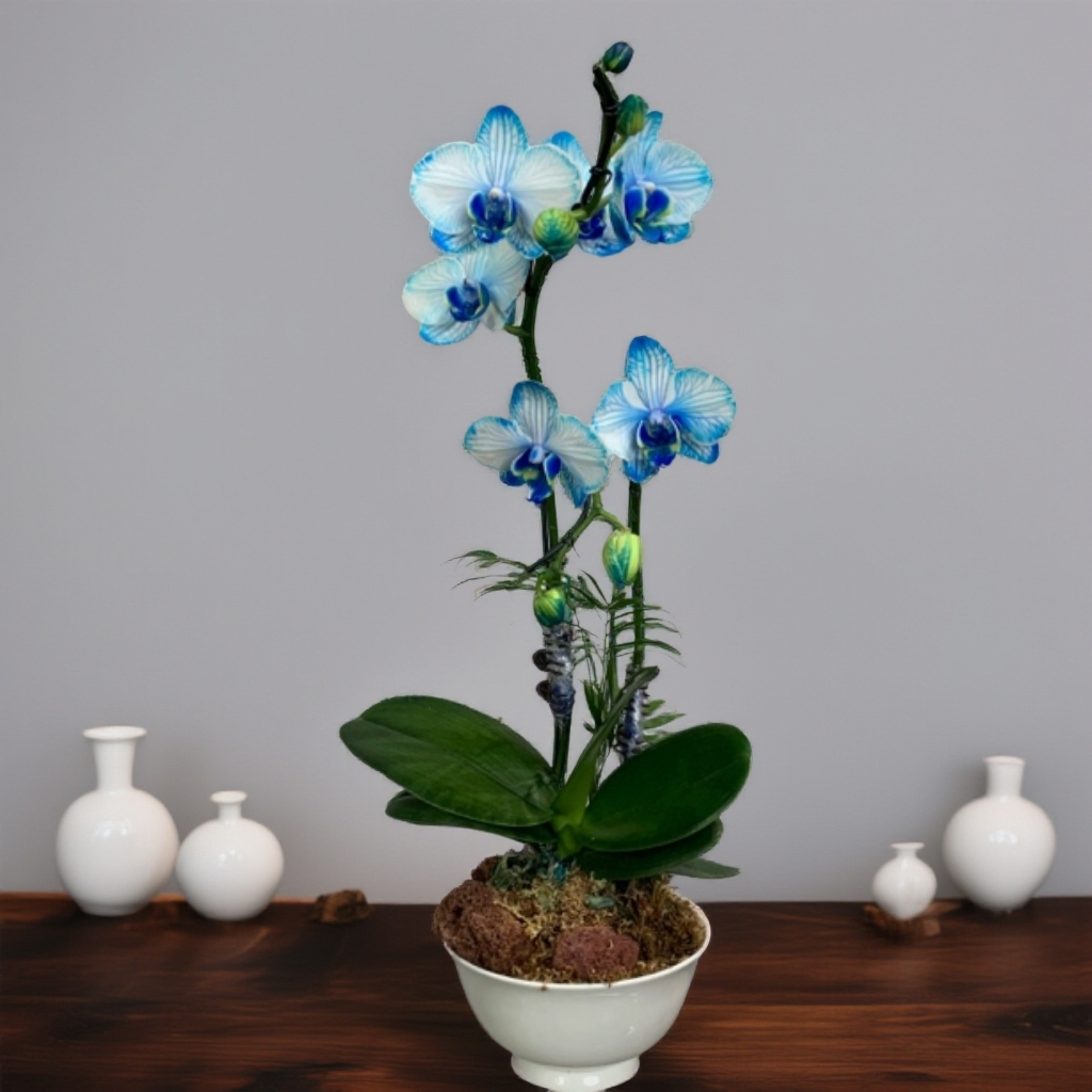 家庭版《马卡龙吸色材料专拍》蝴蝶兰吸色DIY