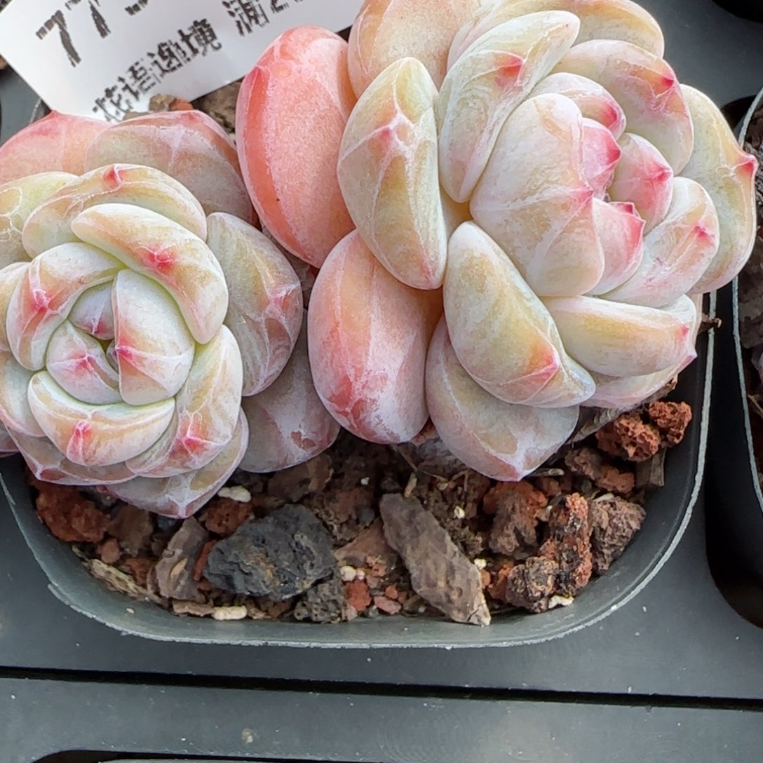 花语逸镜0129-775