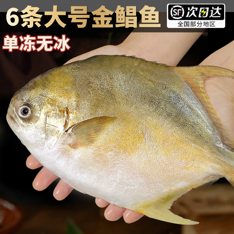顺丰次日达【6条金鲳鱼400g/条】新货金鲳鱼新鲜海鱼海鲜水产鲜活冻