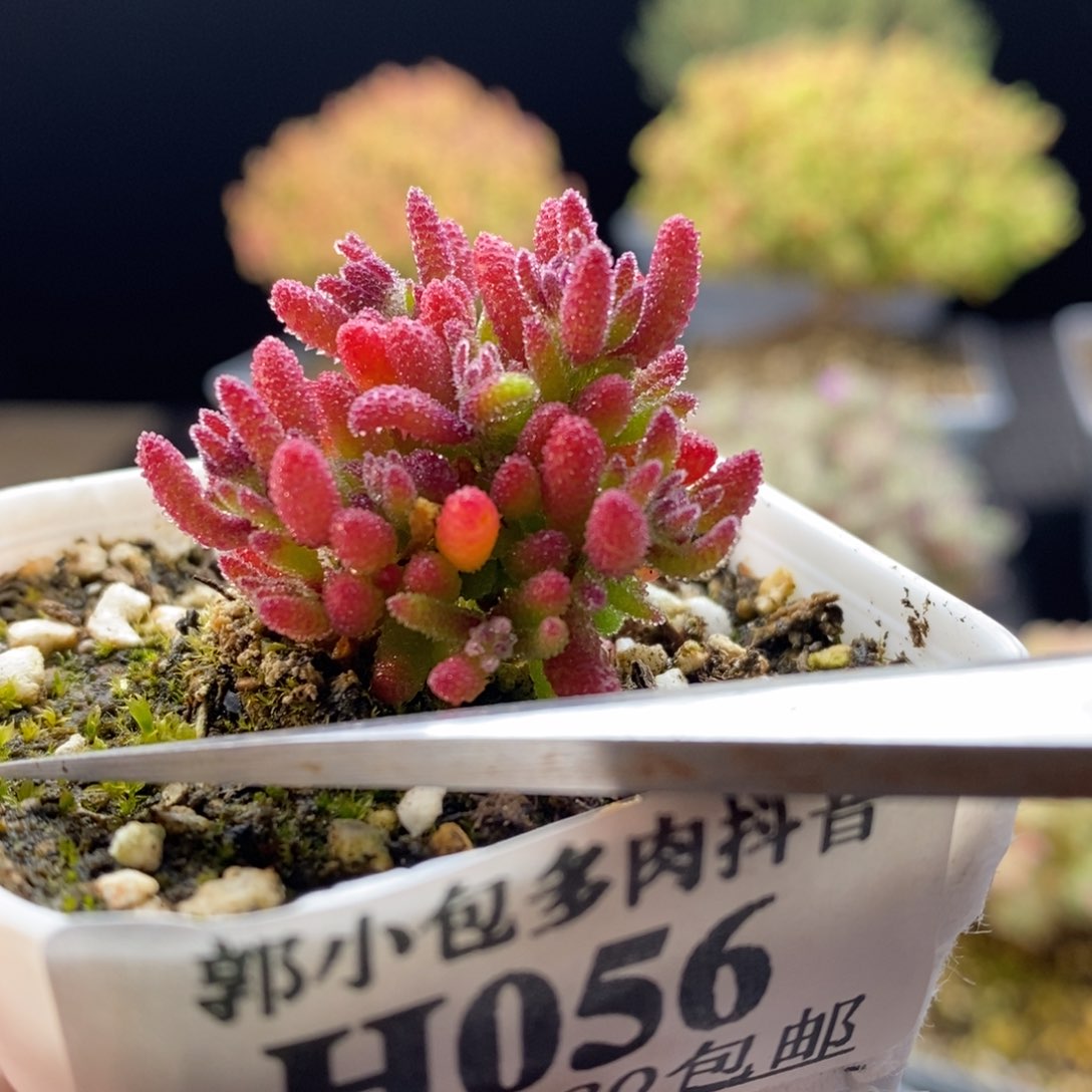 056新品红麒麟。           