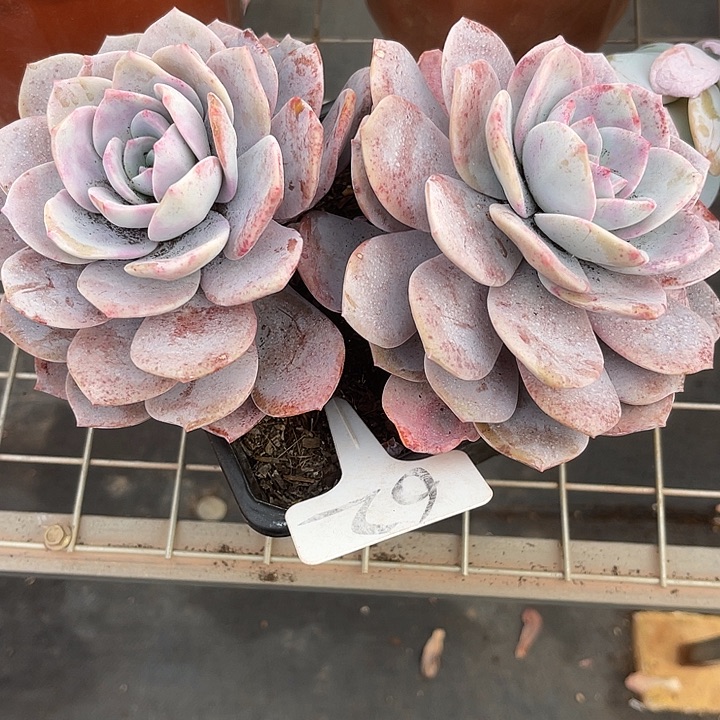 两单包邮，一物一拍，红茶62