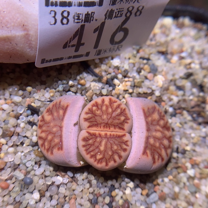 S精品生石花.416