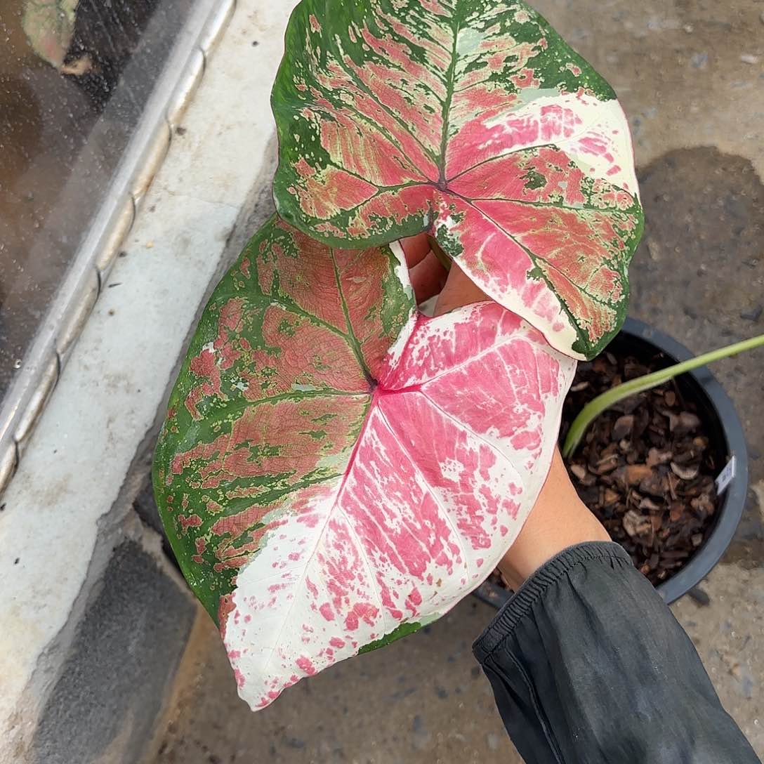 泰国彩叶芋566-0124