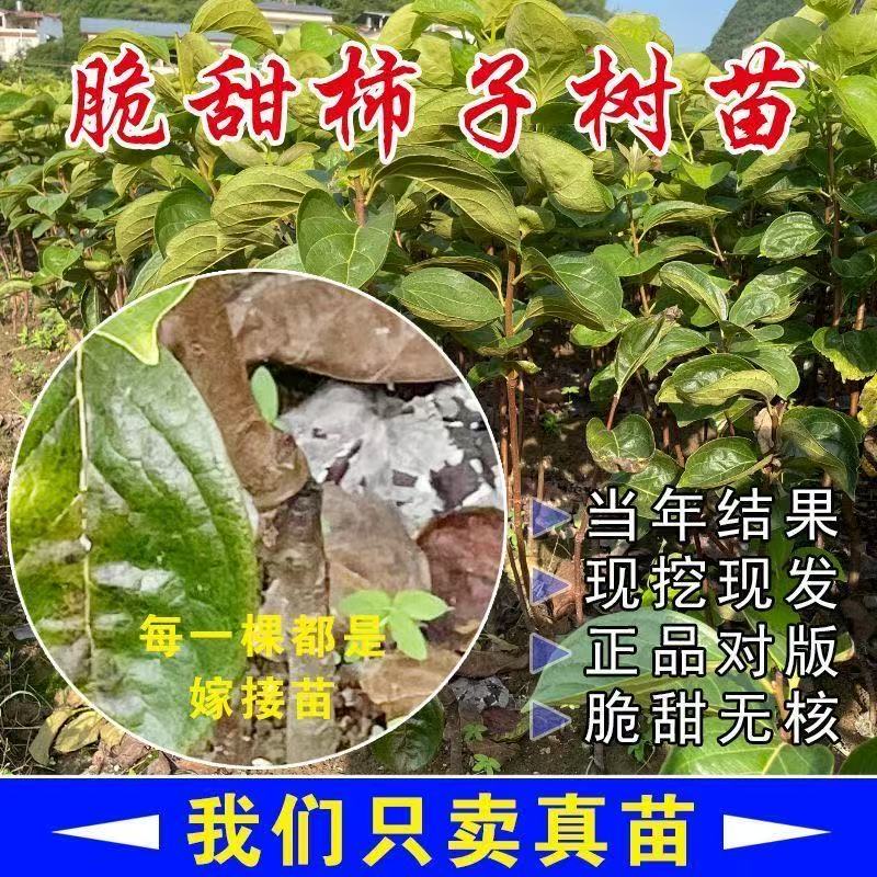 嫁接日本次郎纯甜柿子精选裸根苗南北方庭院种植