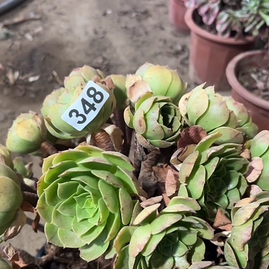 @***大多肉植物一个撕拉碗348
