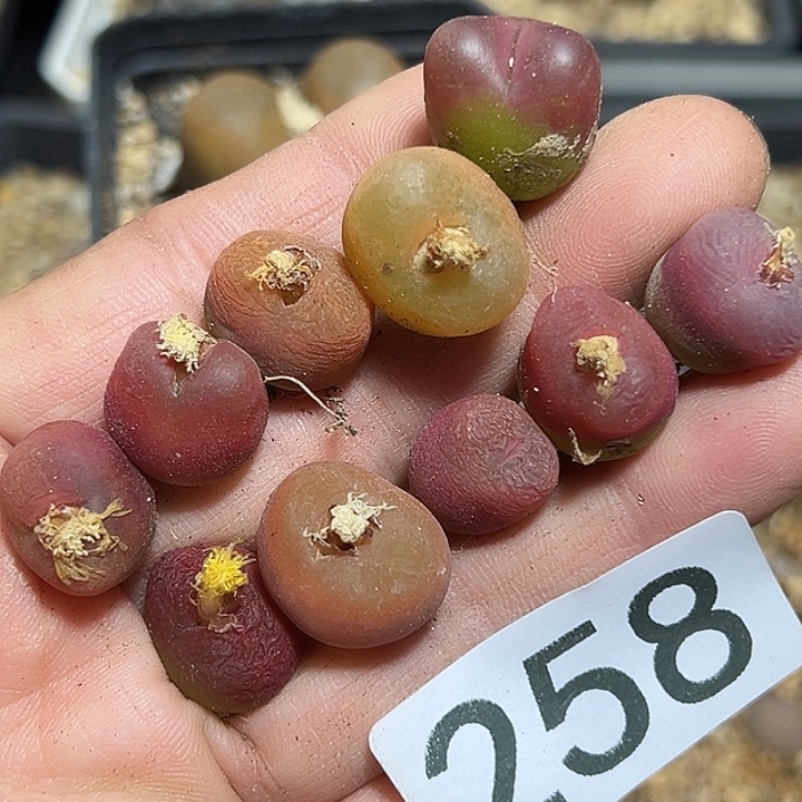 258号福利毛汗尼10个