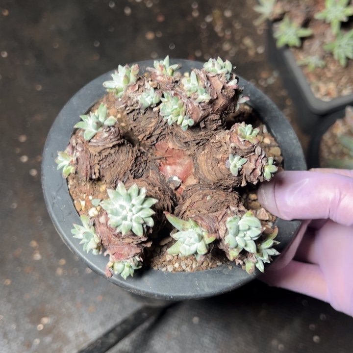 526法豆哈哈哈哈哈哈哈