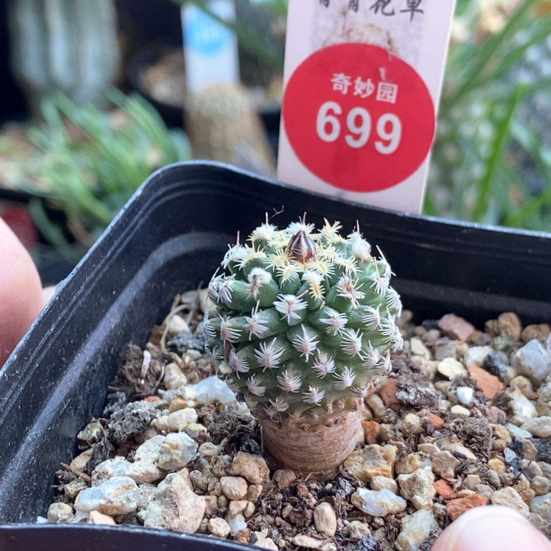 实生海胆娇丽2.1cm