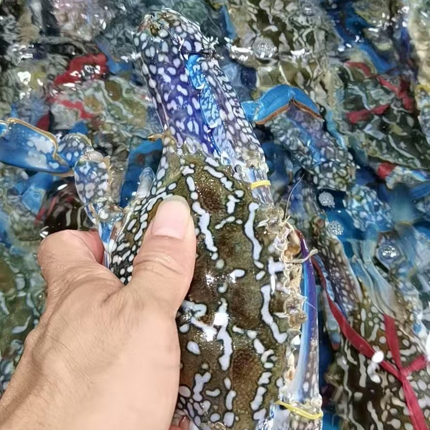大公兰花蟹现拍现称包鲜不包活