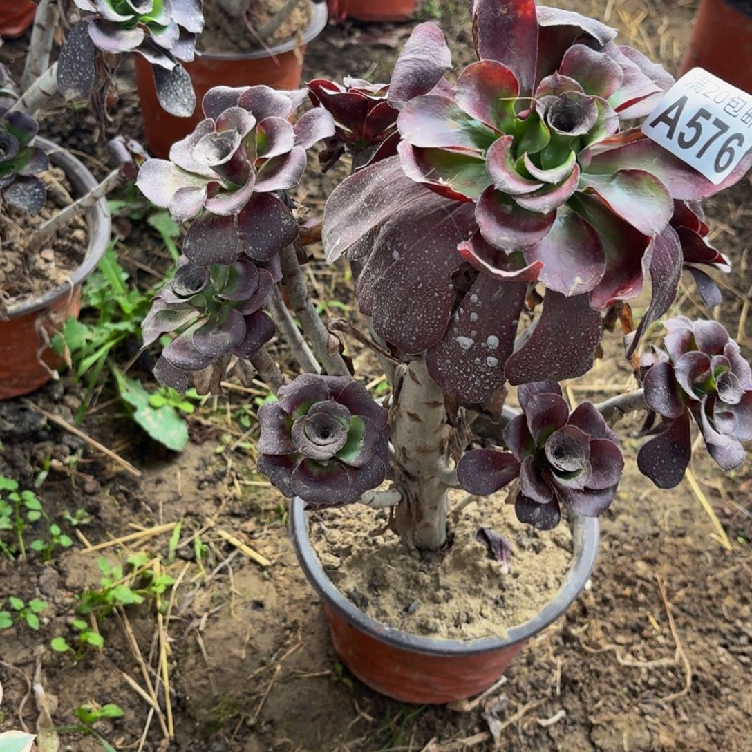 576多肉植物捧花的