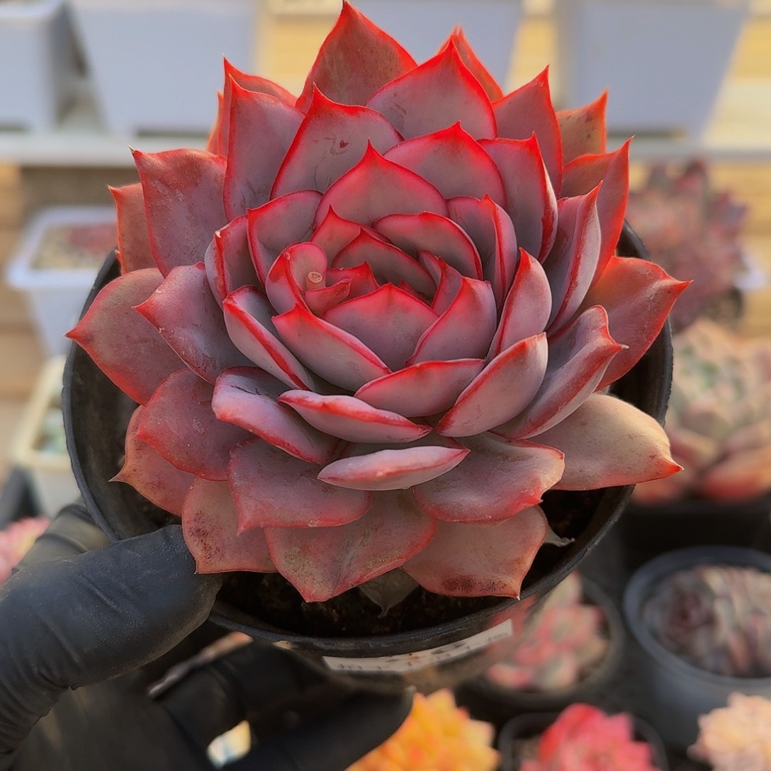 1212-46欧洲女神锦