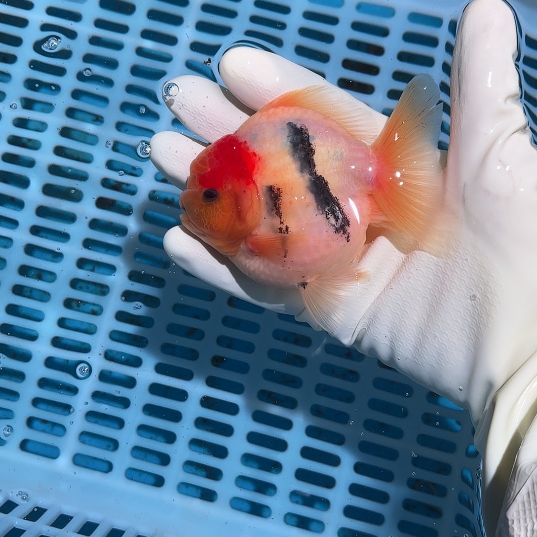 金鱼金鱼175888808008