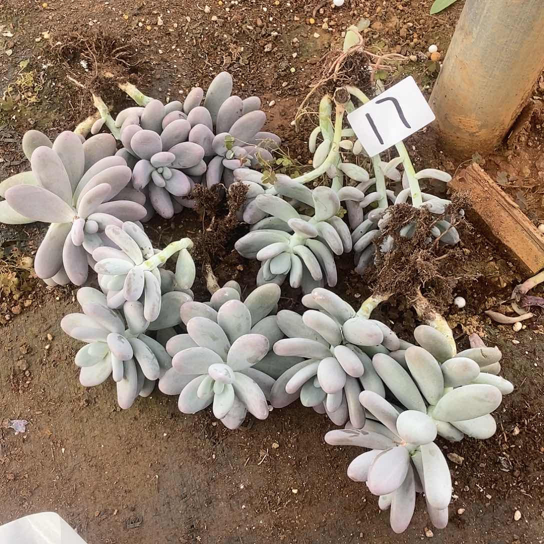 一堆多肉不认识17