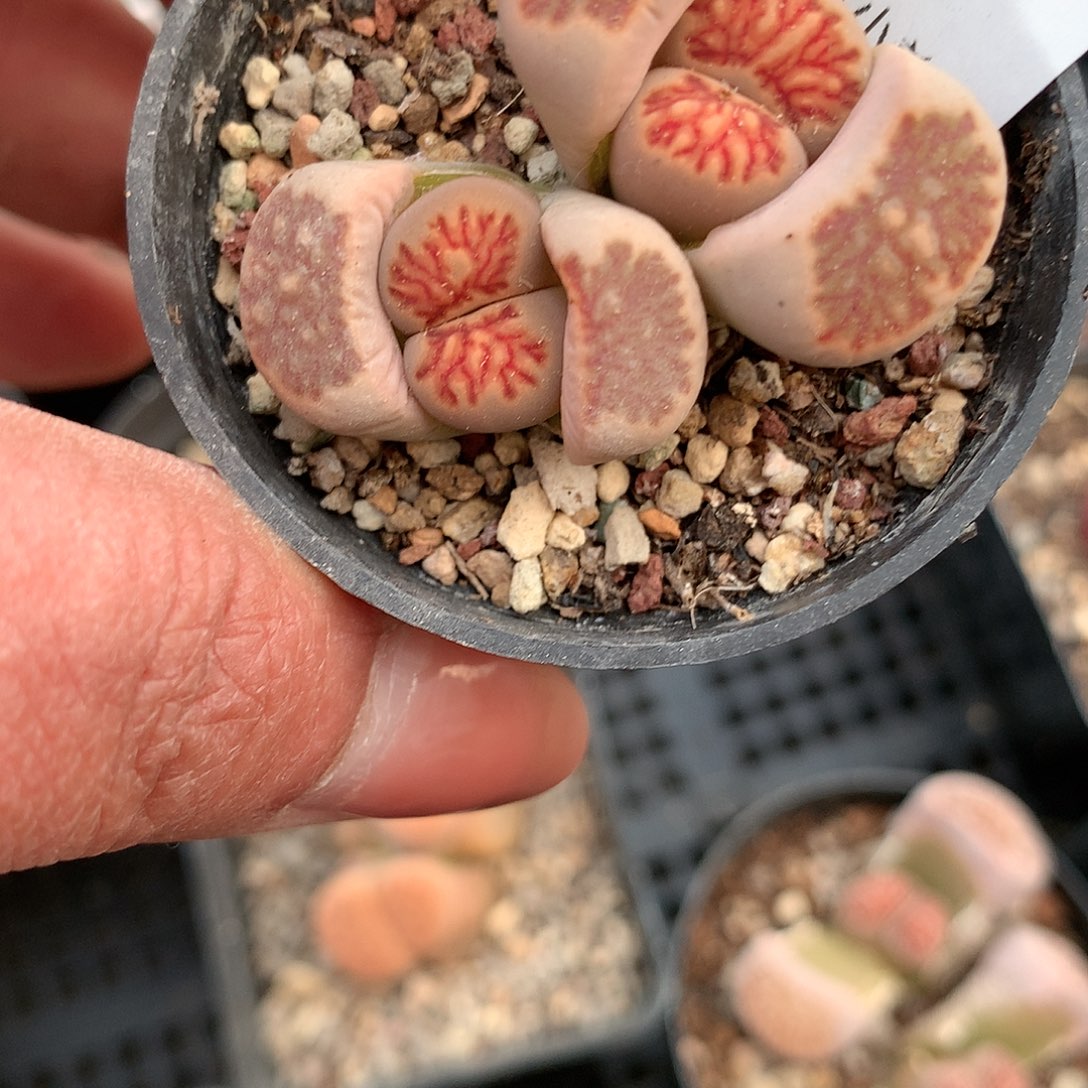 K666多肉植物保护