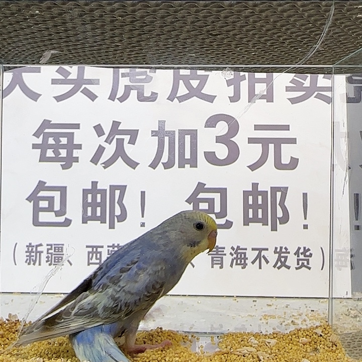 虎皮鹦鹉金彩金彩