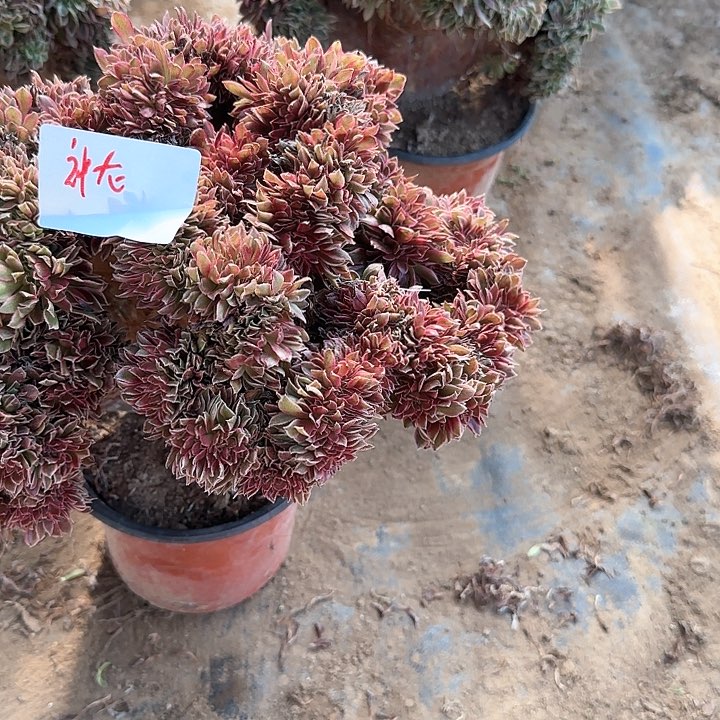 神****线缀话脱土发货缀话