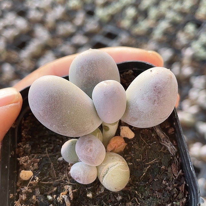 一物一拍满18包邮